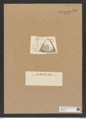 Triceratium pileatum Grun. (de-Toni-Nr.: Genus 140, Species 3751) Zeichnungen Sammlung Grunow Nr. 7265 (NHMW-BOT-W0376274)